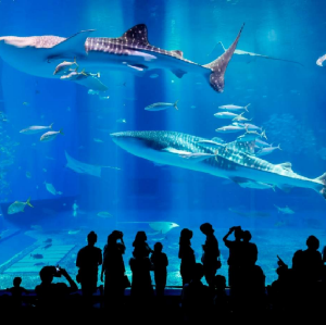 美之島觀光巴士一日遊（那覇出發）