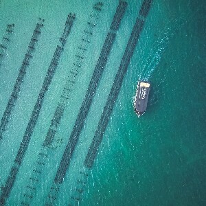 哥芬灣遊船＆生蠔品嚐之旅（林肯港出發）