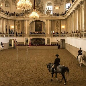 維也納西班牙騎術學校馬術訓練課程