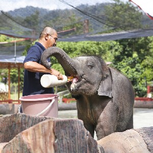 【吉隆坡出發】瓜拉甘達大象保育中心 + 鹿園 + 原住民部落之旅