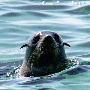 鄧斯伯勒生態浮潛之旅