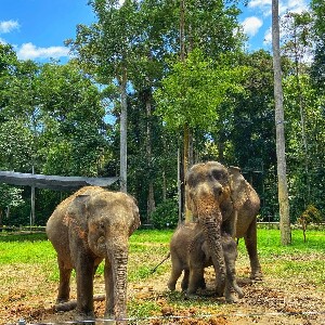 吉隆坡文冬大象保育中心一日遊（含餐點及接送）