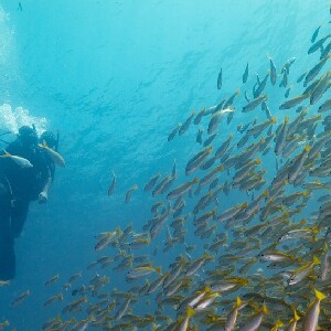 麗貝島全日水肺潛水