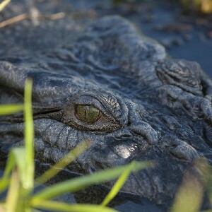 達爾文跳躍鱷魚巡遊之旅