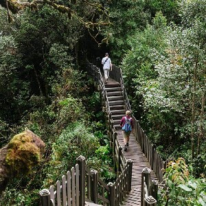 金馬侖高原 & 苔蘚森林半日遊