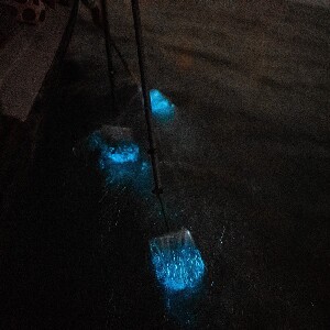 雪蘭莪藍眼淚遊船之旅