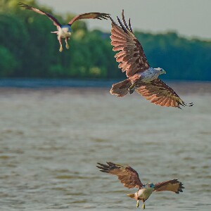 瓜拉雪蘭莪老鷹餵食體驗
