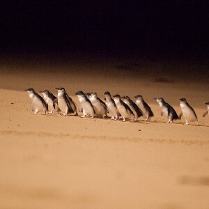 探索墨爾本：城市觀光、菲利普島企鵝和大洋路