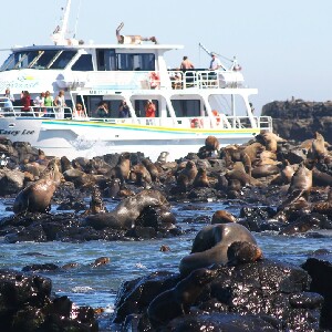 澳洲菲利普島尋訪海豹遊船之旅