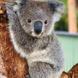 與小動物親密互動、體驗迴旋鏢和燒烤午餐