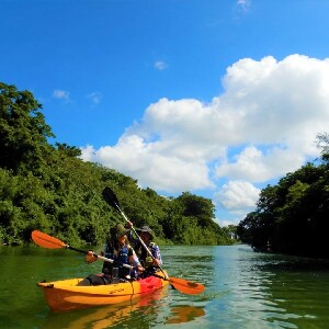 紅樹林獨木舟體驗