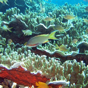 宿霧、曼達維、拉普拉普及麥克坦島出發，佩斯卡多島跳島遊包船