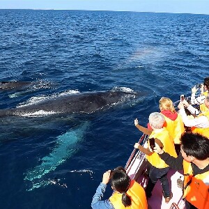 【那霸出發】沖繩賞鯨體驗