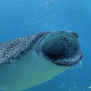 歐斯陸鯨鯊浮潛與巴迪恩峽谷溯溪水上探險