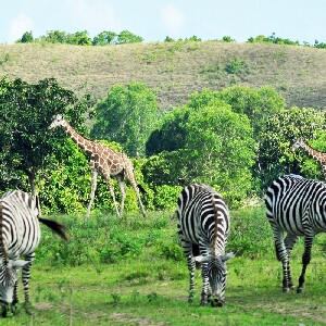 科隆島卡勞伊野生動物園及海灘之旅