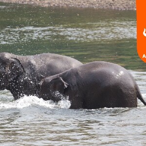 大象世界北碧府大象日間照護