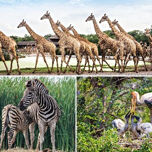 曼谷賽佛瑞野生動物園 & 巧克力莊園全日小團遊