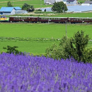 JR北海道札幌 - 富良野區域鐵路周遊券