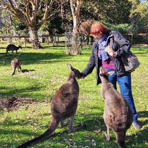 阿德萊德山高級之旅 - 漢多夫和克萊蘭德野生動物園