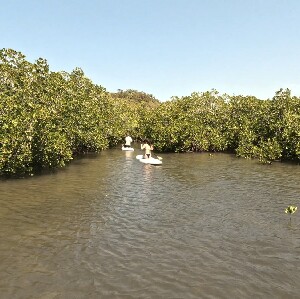 努沙立式單槳衝浪和紅樹林隧道之旅 - 自助
