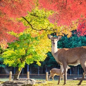 【大阪出發】和歌山城 x 黑潮市場 x 奈良神鹿公園 x 東大寺一日遊