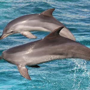 阿德萊德袋鼠島海洋野生動物園 & 浮潛體驗
