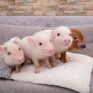 東京目黑Micro Pig Cafe體驗