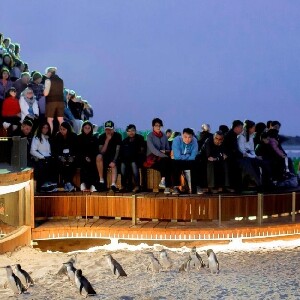 菲利普島全日私人企鵝歸巢之旅