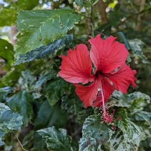 熱帶花園一日遊：享用內陸美食及觀光