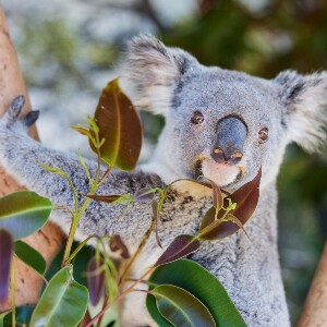 橡谷農場及動物世界| 動物愛好者一日遊