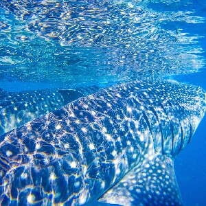 在奧斯洛布與鯨鯊一同水肺潛水