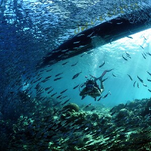 在莫阿爾博阿爾參加PADI水肺潛水體驗（初學者）