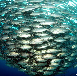莫阿爾博阿爾5次深潛方案 （PADI五星級潛水中心）