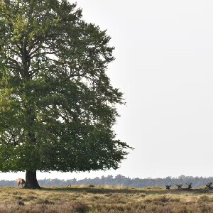 奧特洛霍格維陸威國家公園門票
