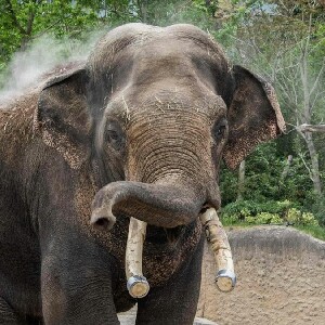 埃門WILDLANDS 野生動物園門票