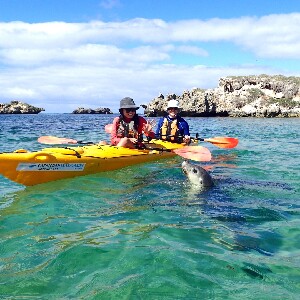伯斯出發| 企鵝島＆海豹島海上獨木舟之旅