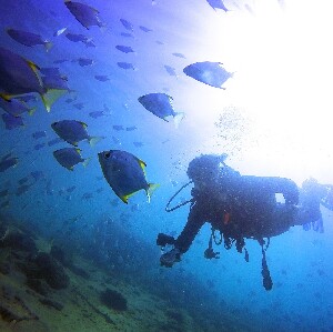 黃金海岸體驗潛水