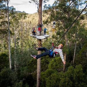 朗塞斯頓霍利班克荒野滑索、賽格威和樹頂繩索
