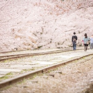 日本京都賞櫻一日徒步導覽
