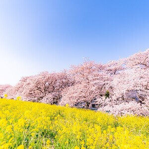日本伊豆櫻花 + 三島天空步道 + 東京草莓採摘一日遊
