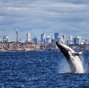 悉尼賞鯨遊船之旅（包早餐或午餐）