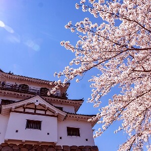 仙臺櫻花季限定-私人包車一日遊