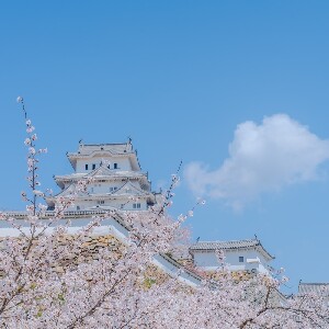【大阪出發】姬路城賞櫻＆草莓採摘之旅