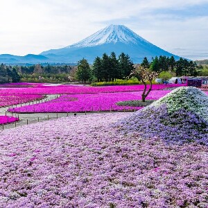 【新宿出發】富士山芝櫻與採草莓之旅