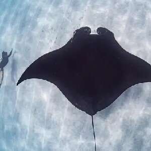 寧格魯礁潛水體驗（遇見蝠鱝）