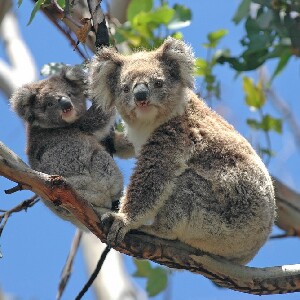 希爾斯維爾野生動物保護區 & 菲利普島野生動物園導覽一日遊