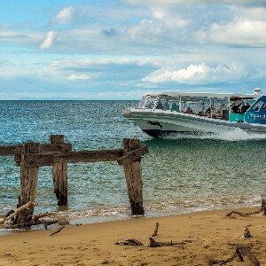 1.5小時觀景野生動物探險之旅