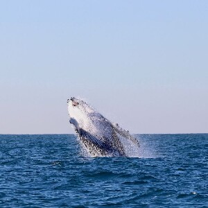 紐卡索賞鯨巡遊