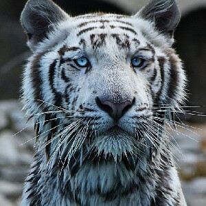 巴奔動物園 (Barben Animal Park) 門票