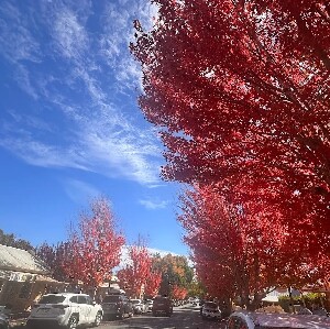 終極澳大利亞南部亮點一日遊